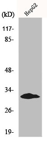 MYF5 Antibody