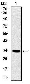 MYF6 Antibody