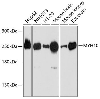 MYH10 antibody