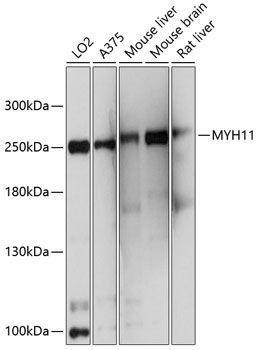 MYH11 antibody