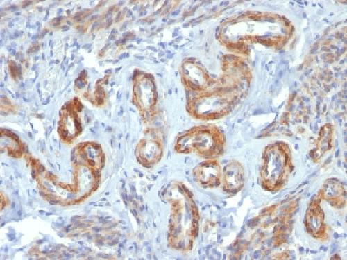 Smooth Muscle Myosin Heavy Chain (SM-MHC) Antibody