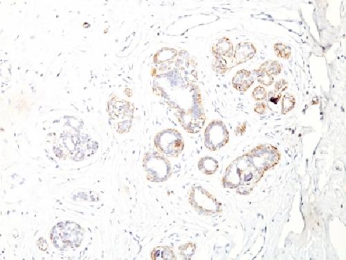 Smooth Muscle Myosin Heavy Chain (SM-MHC) Antibody