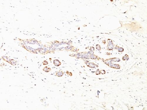 Smooth Muscle Myosin Heavy Chain (SM-MHC) Antibody
