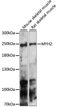 MYH2 antibody