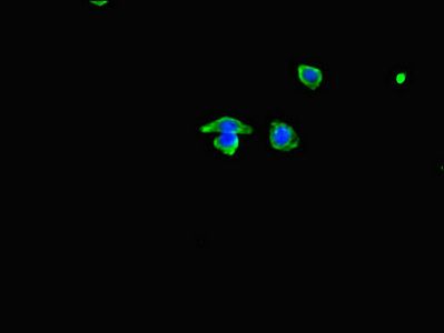 MYH3 antibody