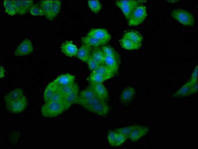 MYH4 antibody