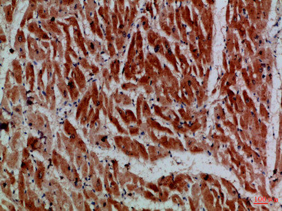 MYH6/MYH7 Antibody