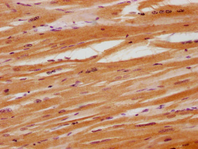 MYH6 Antibody