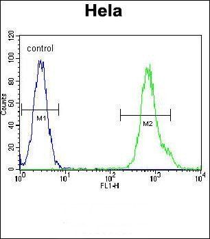 MYH9 antibody