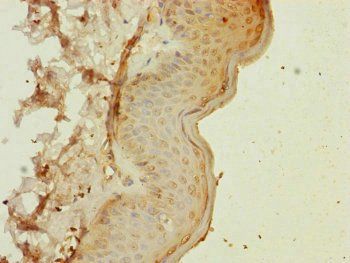 MYL1 antibody