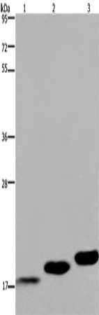 MYL12B Antibody