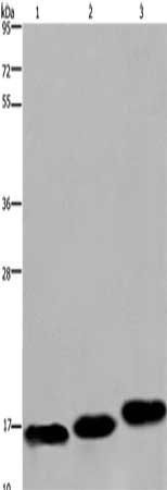 MYL12B antibody