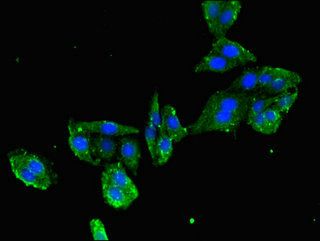 MYL2 Antibody