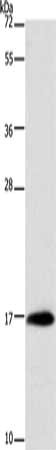 MYL6 Antibody