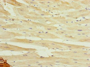 MYLIP Antibody
