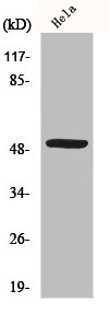 MYLIP antibody