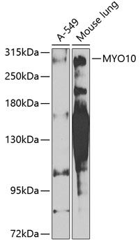 MYO10 antibody