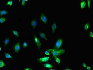 MYO10 Antibody