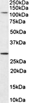 Myosin IH Antibody