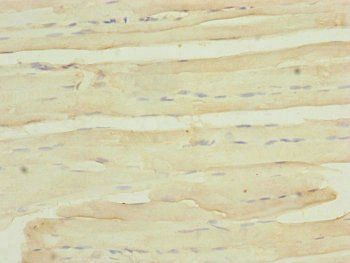 MYO5B Antibody