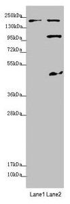 MYO5B antibody