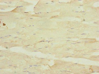 MYO5B Antibody