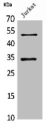 MYOD1 Antibody