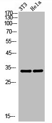 MYOD1 Antibody