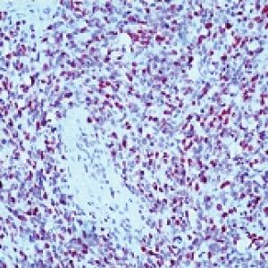 Mouse Human Myogenin Antibody