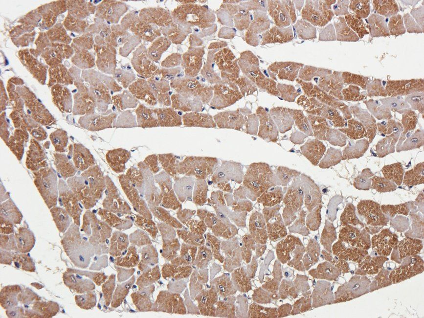 Myoglobin antibody