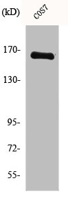 MYOM2 Antibody