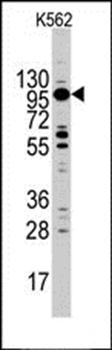 Myosin 1C antibody