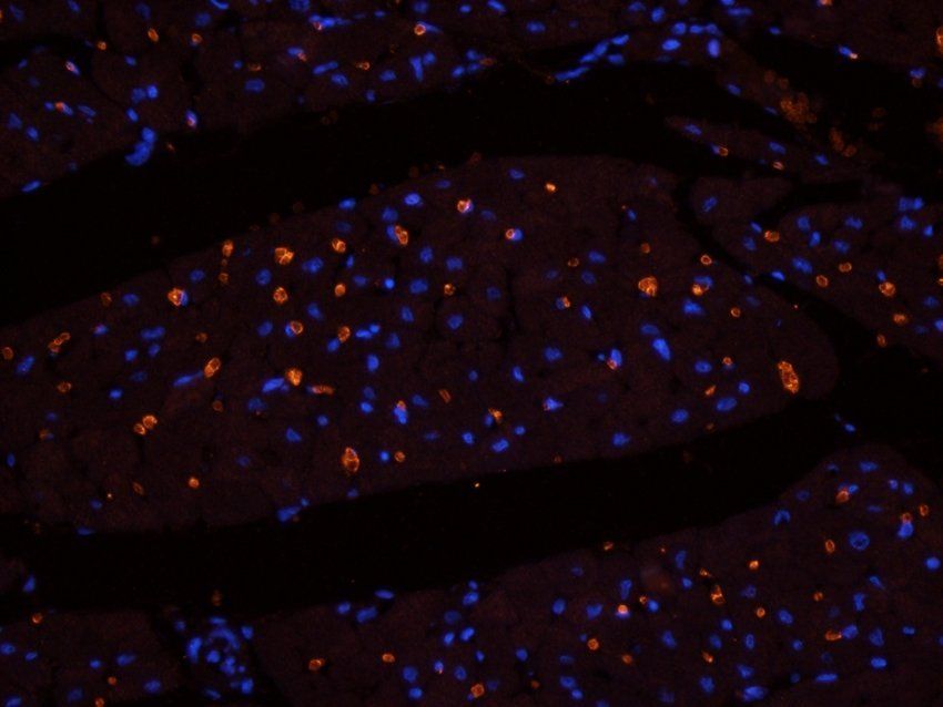 Myosin 3 antibody