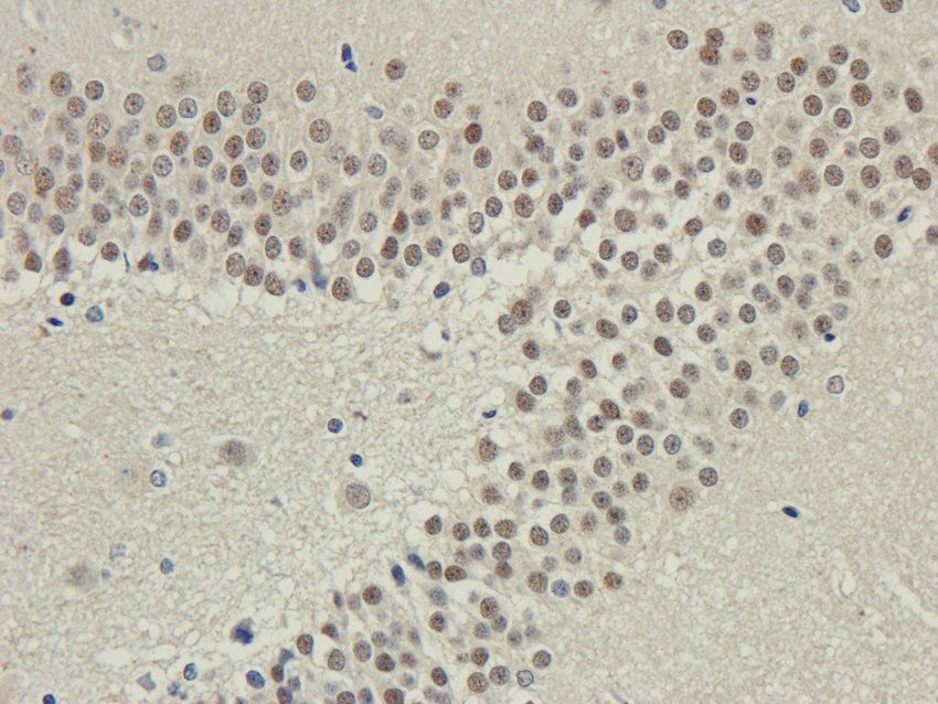 Myosin 3 antibody