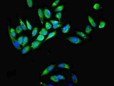 MYH9 Antibody