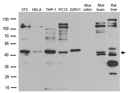 MYL1 Antibody