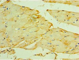 MYOT Antibody