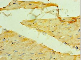 MYOT Antibody