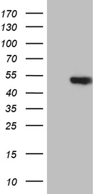 Myozenin 1 Antibody