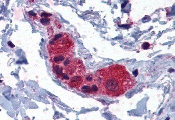 Goat anti-MYRIP / SLAC2C Antibody