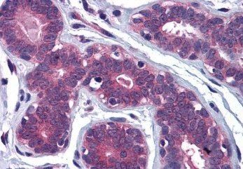 Goat anti-MYRIP / SLAC2C Antibody