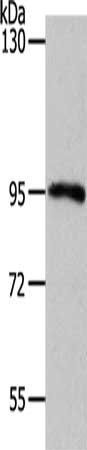 MYSM1 antibody