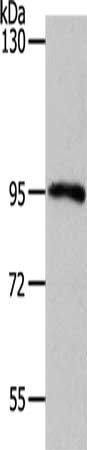 MYSM1 Antibody