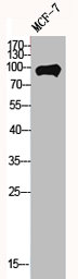 MYSM1 Antibody