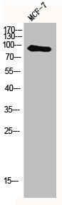 MYSM1 Antibody