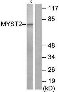 MYST2 Antibody