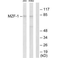 MZF1 antibody