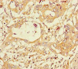 PGLYRP2 Antibody