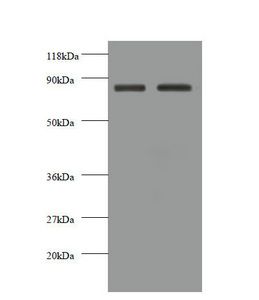 N Cadherin antibody