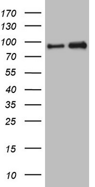 N Cadherin Antibody